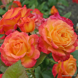 GARTENSPASS®